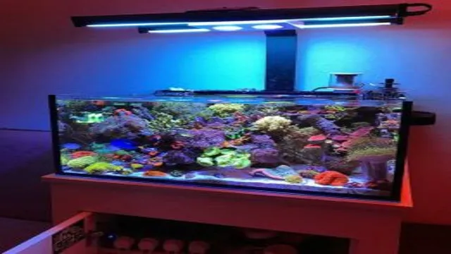 how to make your aquarium beautiful