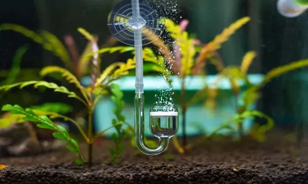 How to Make Your Aquarium Carbonless: Tips and&hellip;