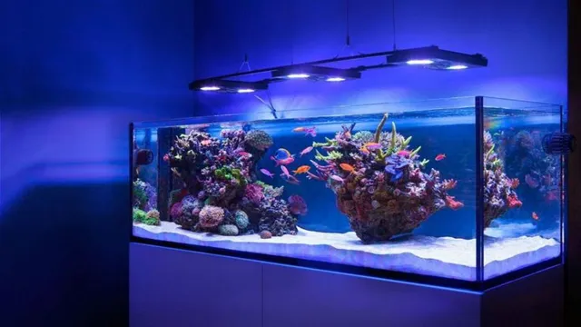 how to make your aquarium look beautiful