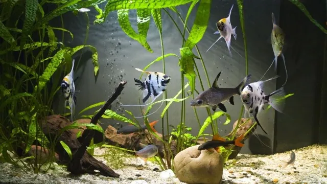 How to Make Your Aquarium Look Beautiful: Tips and Tricks for a Stunning Underwater Display