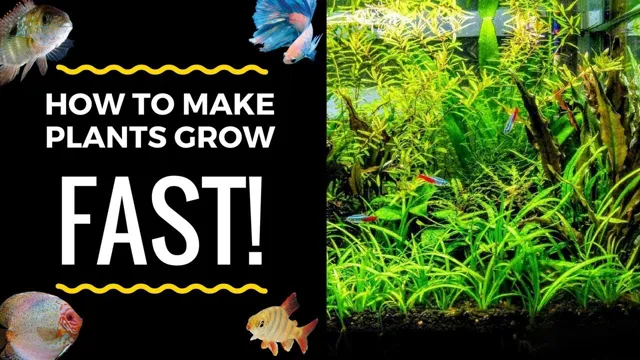 how to make your aquarium plants grow faster