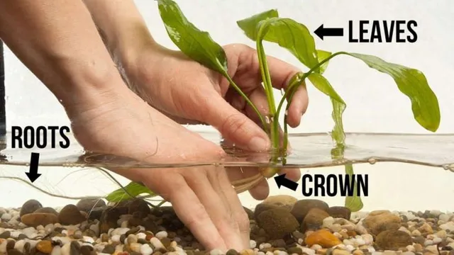 how to make your aquarium plants grow faster