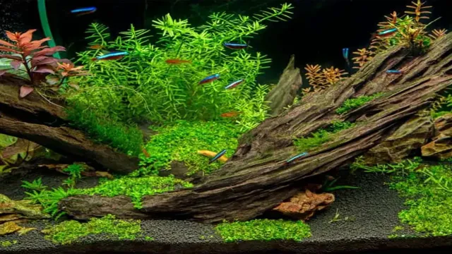 how to make your own aquarium driftwood