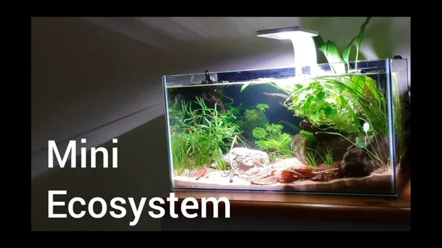 How to Make Your Own Aquarium Ecosystem: A Step-by-Step Guide