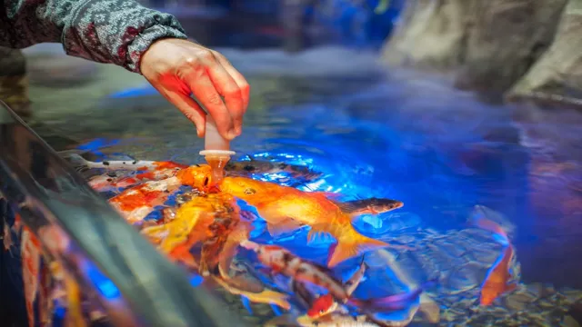 how to make your own aquarium fish food