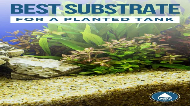 How to Make Your Own Aquarium Plant Substrate: Tips for a Successful DIY Project