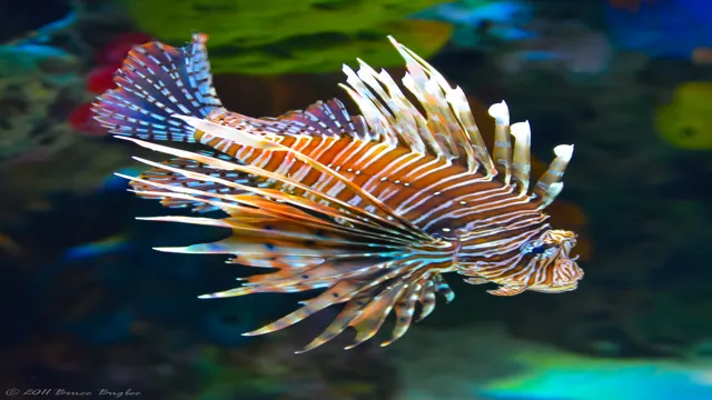 How to Poison Saltwater Aquarium Fish: Tips and Tricks