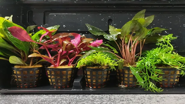 How to Pot Plants in an Aquarium to Enhance Aquatic Beauty and Health