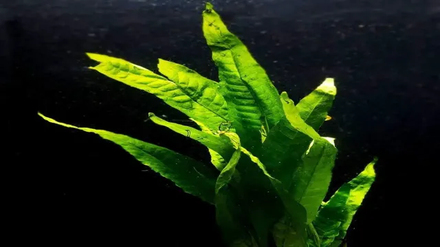 how to prep a java fern for aquarium