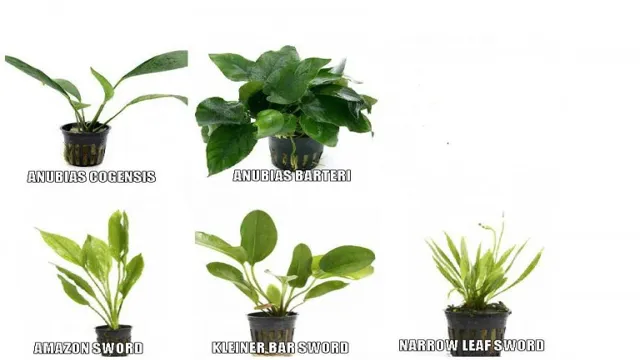 how to prep a store bought aquarium plant