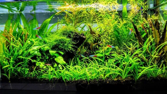 how to prep water for planted aquarium