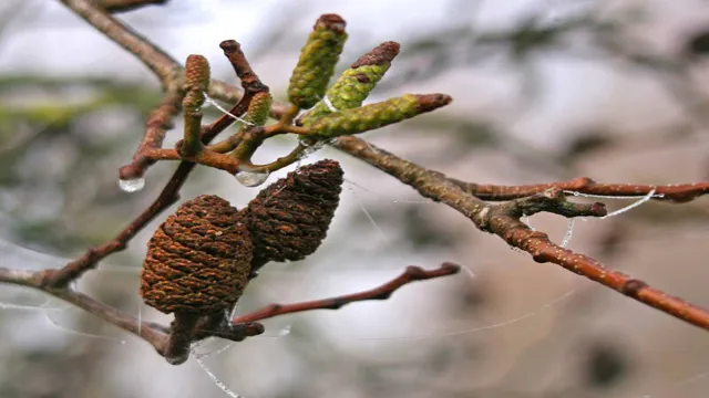 How to Prepare Alder Cones for Aquarium: A Step-by-Step Guide