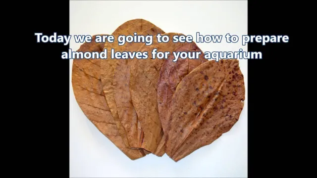 how to prepare almond leaves for aquarium