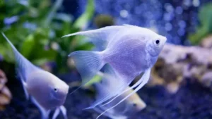 how to prepare an aquarium for angelfish
