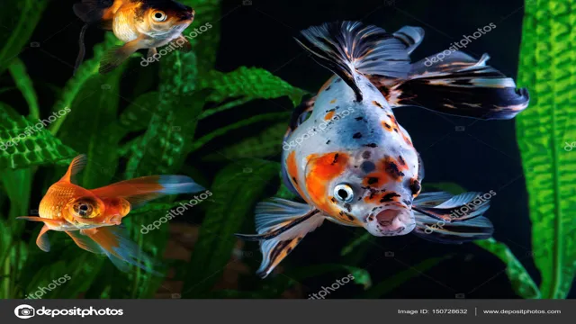 how to prepare an aquarium for goldfish