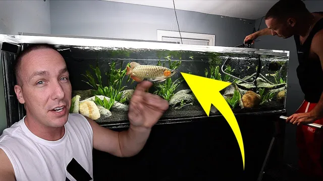 how to prepare aquarium for arowana