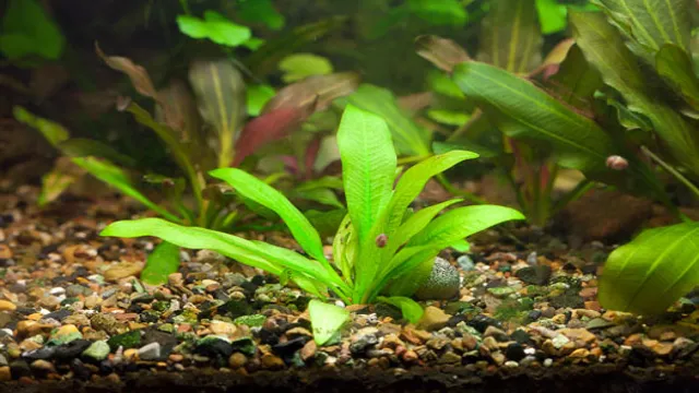 How to Prepare Aquarium Plants: Tips and Techniques for Optimal Growth