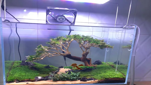 how to prepare bonsai wood for aquarium