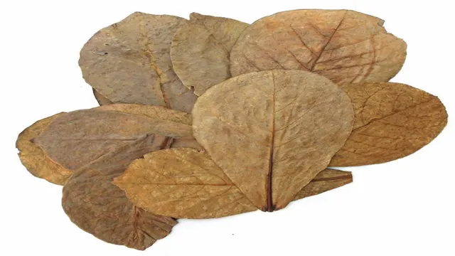 how to prepare catappa leaves in aquarium