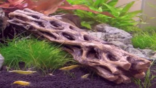 how to prepare cholla wood for aquarium