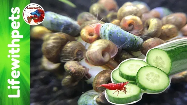 how to prepare cucumber for aquarium snails