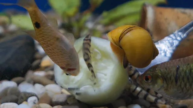 How to Prepare Cucumber for Aquarium Snails: A Complete Guide