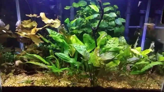 How to Prepare Dirt for Aquarium: A Step-by-Step Guide to Optimal Tank Health