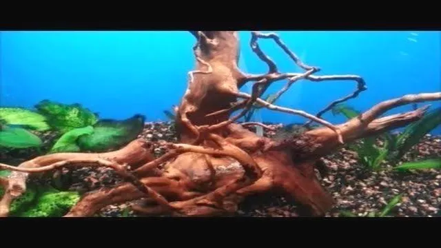 how to prepare driftwood for an aquarium