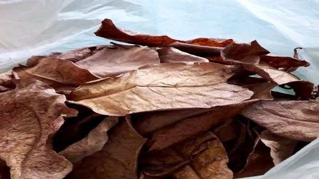 How to Prepare Indian Almond Leaves for Aquarium: A Comprehensive Guide