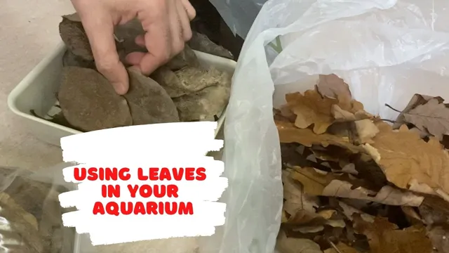 how to prepare leaves for aquarium