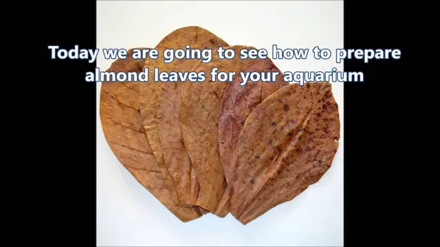 How to Prepare Leaves for Aquarium: A Step-by-Step Guide for Better Aquatic Health