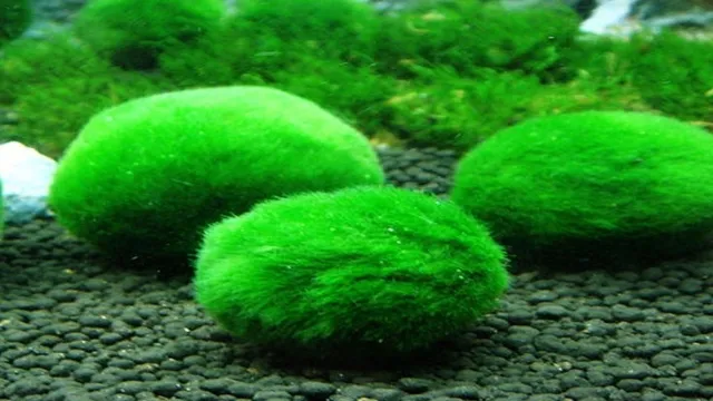 how to prepare moss balls for aquarium