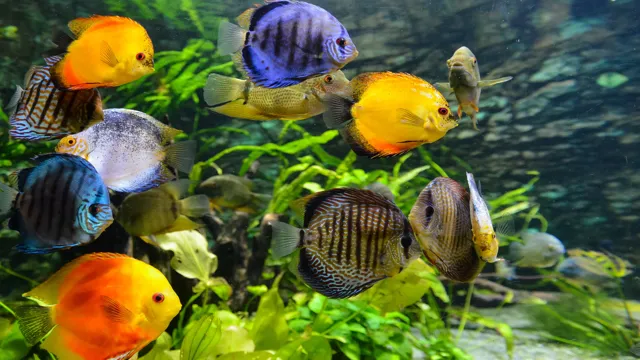 how to prepare new aquarium for fish
