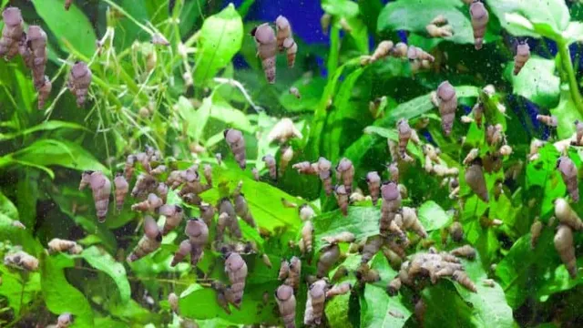 how to prepare new plants for an aquarium kill snails