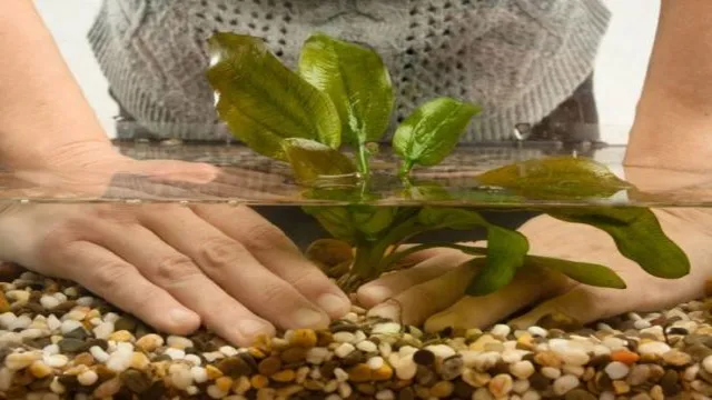 how to prepare plants for aquarium