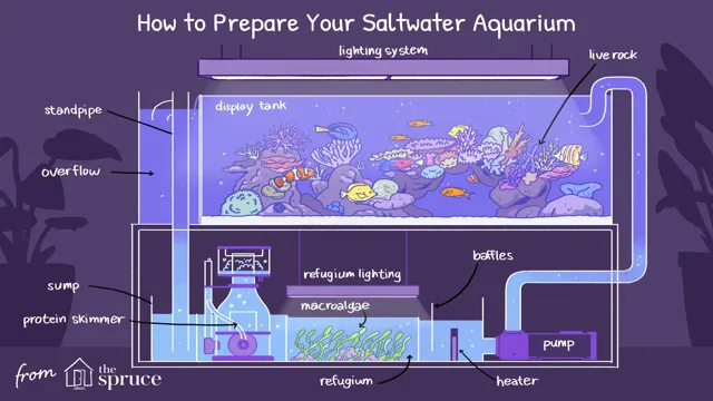 How to Prepare a Saltwater Aquarium for Beginners: Step-by-Step Guide