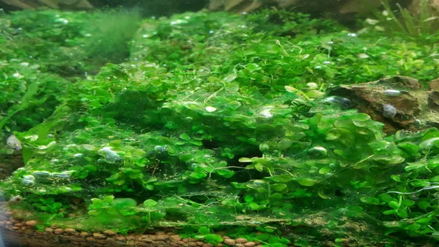 how to prevent blue green algae in aquarium