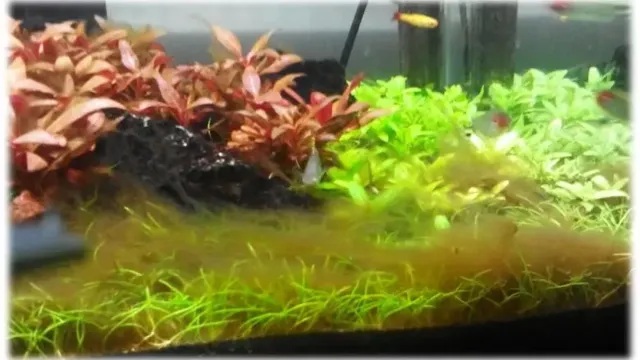 how to prevent brown algae growth in aquarium