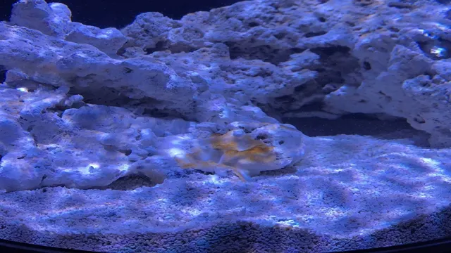 how to prevent diatoms in aquarium
