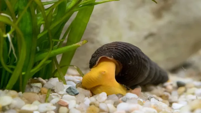 How to Prevent Freshwater Snails from Breeding in Aquarium: A Complete Guide