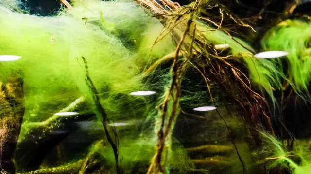how to prevent green algae in aquarium