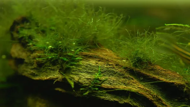how to prevent green hair algae in freshwater aquarium