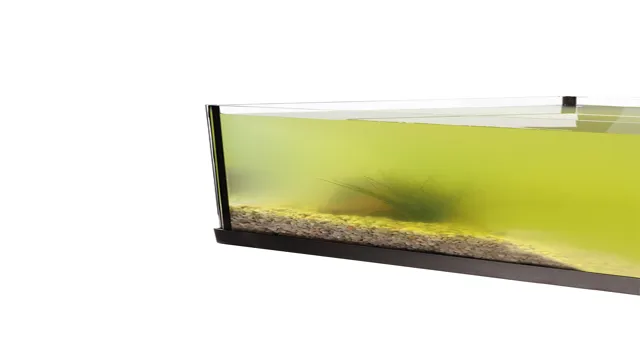 How to Prevent Green Water in Your Aquarium with Simple Steps