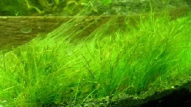 how to prevent hair algae in aquarium