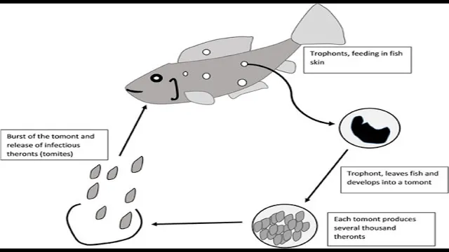 How to Prevent Ich in Aquarium: Tips and Tricks for a Healthy Aquarium