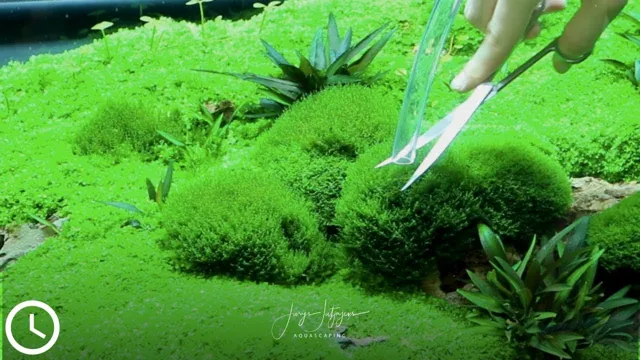 how to prevent moss in aquarium