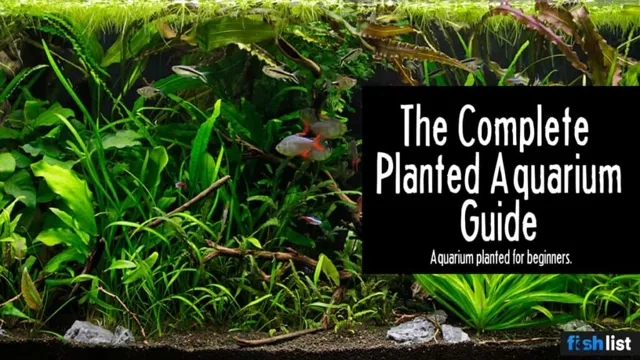 How to Prime Planted Aquarium – The Ultimate Guide for Healthy Fish Tank