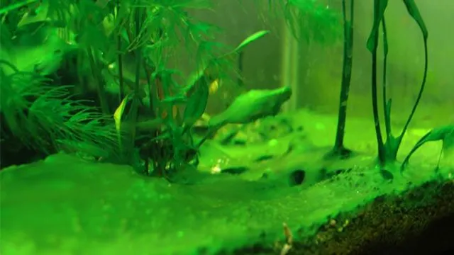 how to produce algae in aquarium