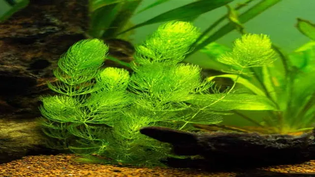 How to Produce More Oxygen in an Aquarium: Tips and Techniques