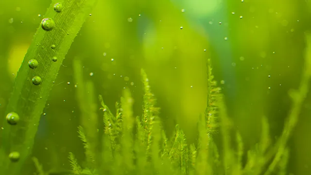how to promote algae growth in freshwater aquarium